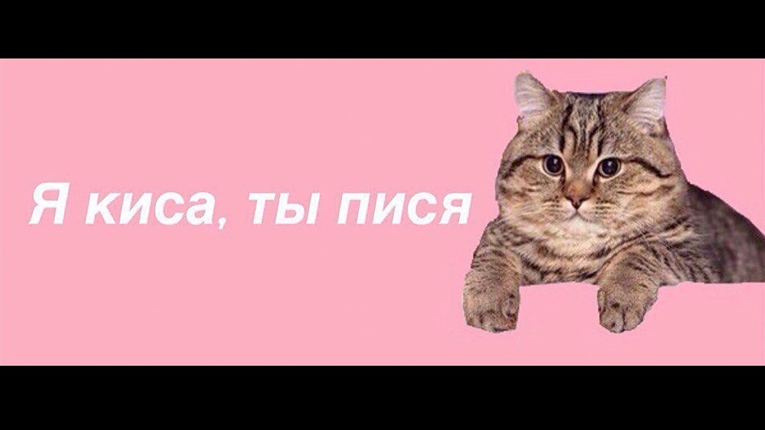 подзывает кошку. кис кис я котик ты котик. коты мемы. как подзывают кошек в разных странах. люблю мою котю.