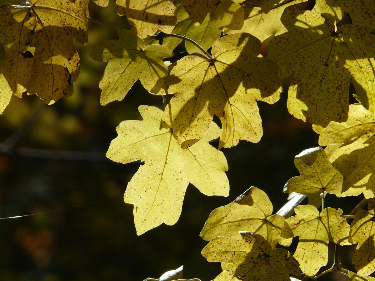 Words of the Day: “field maple” — common name of Acer campestre, Britain’s only native maple & common across Europe; a quiet deciduous tree until mid-autumn when its leaves shine gold as bullion; the treasure-tree of hedge & field.
📷 Hans Braxmeier