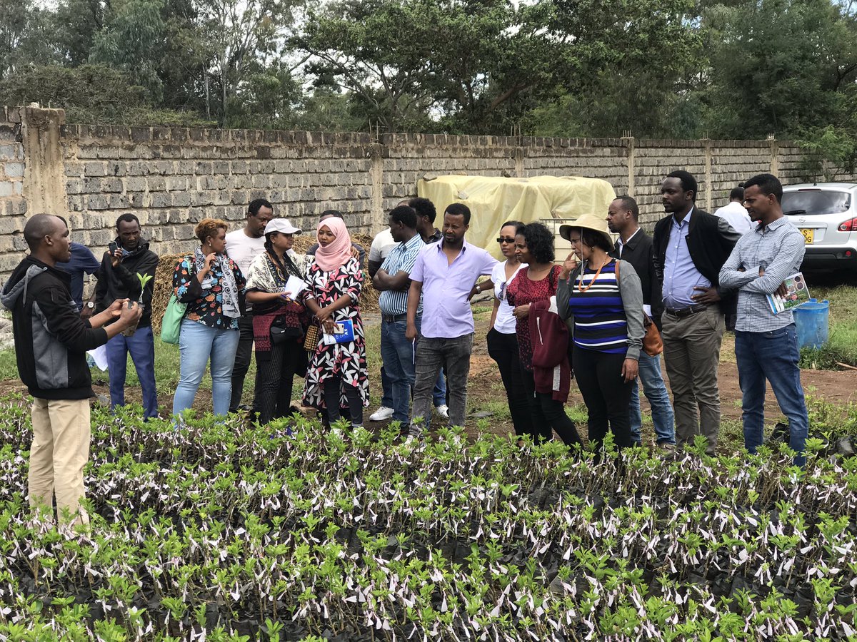 rodgers_kirwa's tweet photo. In collaboration with @KenaravaGroup, we at @iAgriBizAfrica hosted a delegation of #farmers and government officials from #Ethiopia on an exchange visit organized by @UNWomen. They are on a learning mission about #kenyan #Agriculture and sharing knowledge.

#AgribusinessTalk254 https://t.co/AVYORDZSpu