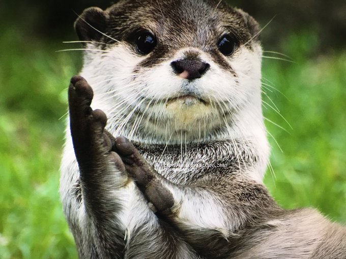 カワウソのtwitterイラスト検索結果 古い順