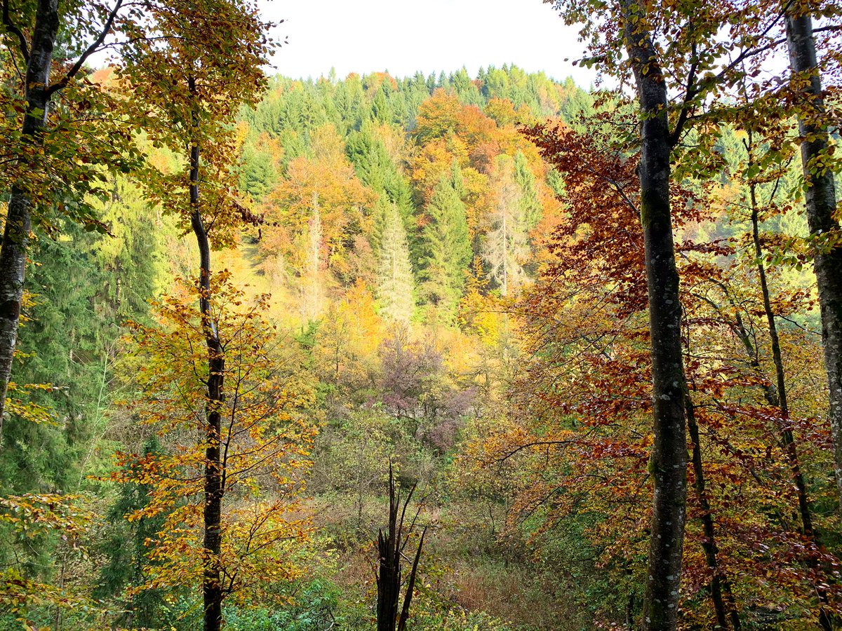 enegomarcesina's tweet photo. L’autunno dell’Altopiano è speciale! Chi ha voglia di una bella corsetta mattutina in questo quadro meraviglioso aspettando #LaEnegoMarcesina?
#runner #running #autumn #altopianodiasiago #enego #marcesina #LEM2020 #lacorsadelrilancio #rededition #unosguardoalfuturo #staytuned https://t.co/FHTqMykvHz