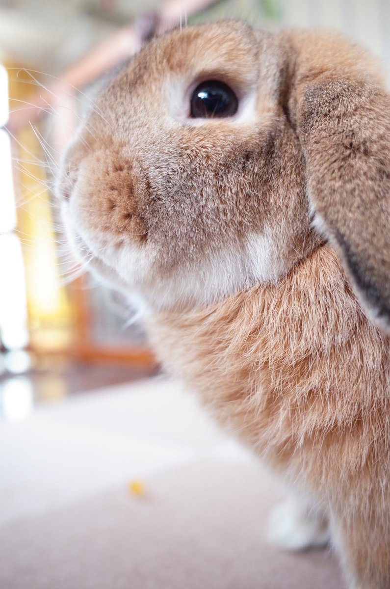 うさぎのうーすけ U Suke Mama Twitter