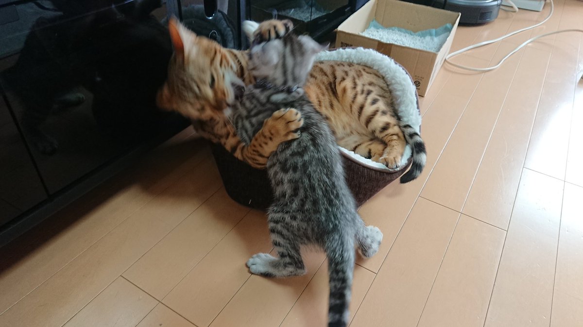 おゆきちゃんねる 揉め事発生 最近ずっとこんな感じ おゆきちゃんねる ベンガル猫 子猫 猫動画 またケンカ 仲良くして 新入り猫の方が強い シルバーベンガル
