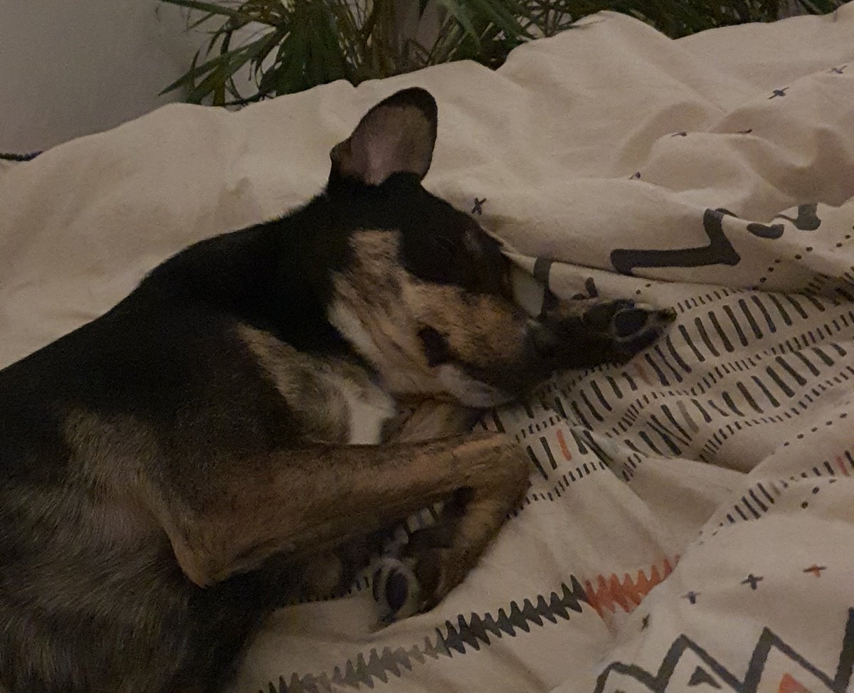 Jeel_TV's tweet photo. On part en live alors que Milo fini sa nuit tranquille :
https://t.co/0zTcezSiUi https://t.co/6Z8DsaoEeT