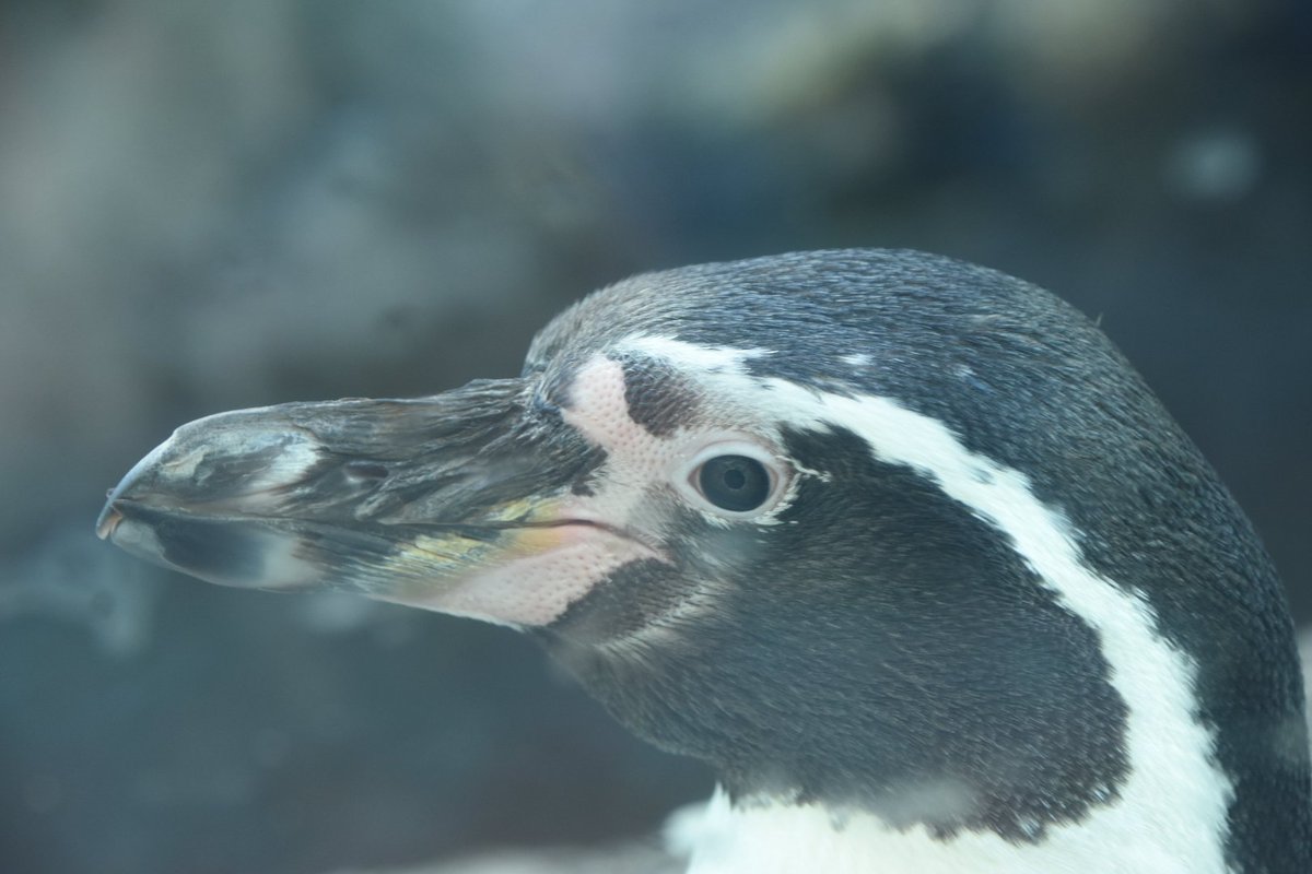 幻想郷電鉄 鳥羽水族館 ジュゴンかわいいw