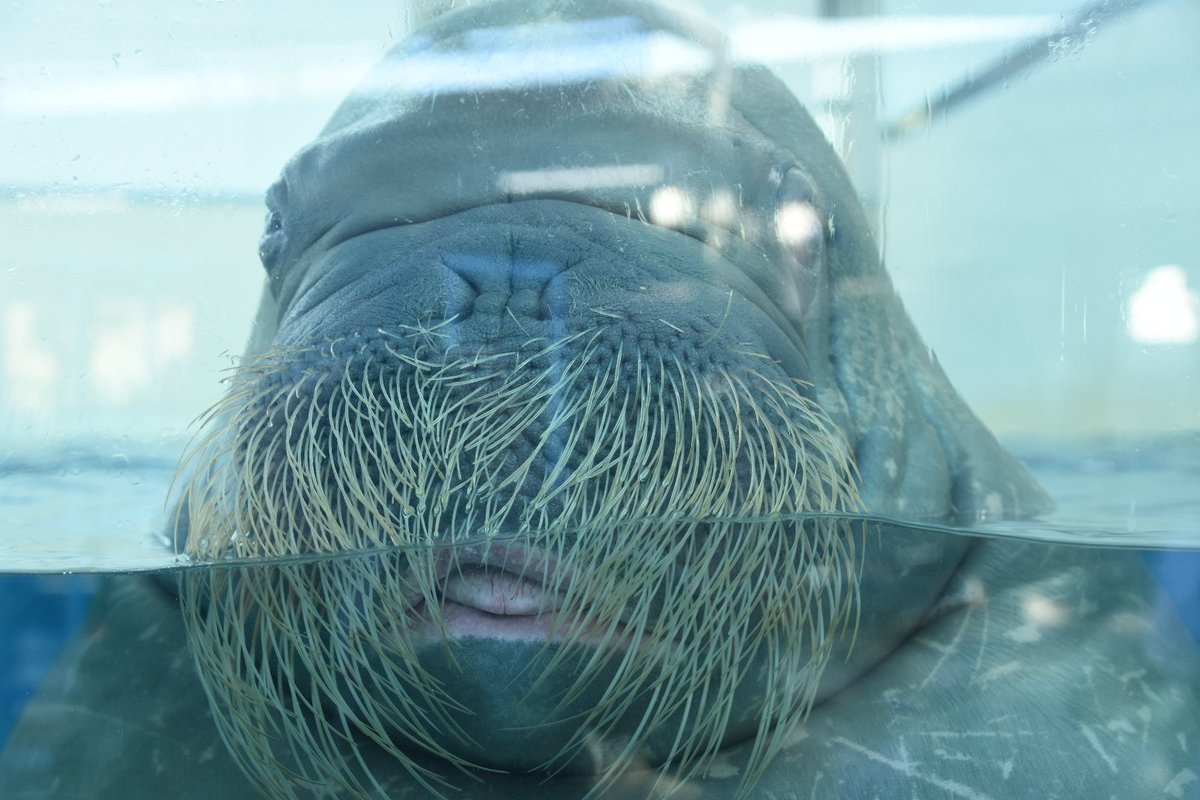 幻想郷電鉄 鳥羽水族館 ジュゴンかわいいw