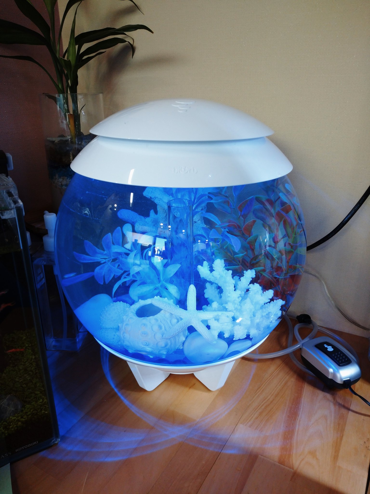 Twitter 上的 Aqua Mint おしゃれ水槽バイオーブハロ ブルーライトに合うレイアウトしてみました みゆきメダカが元気に泳いでいます アクアミント バイオーブハロ みゆきメダカ T Co Rbziuwol2t Twitter