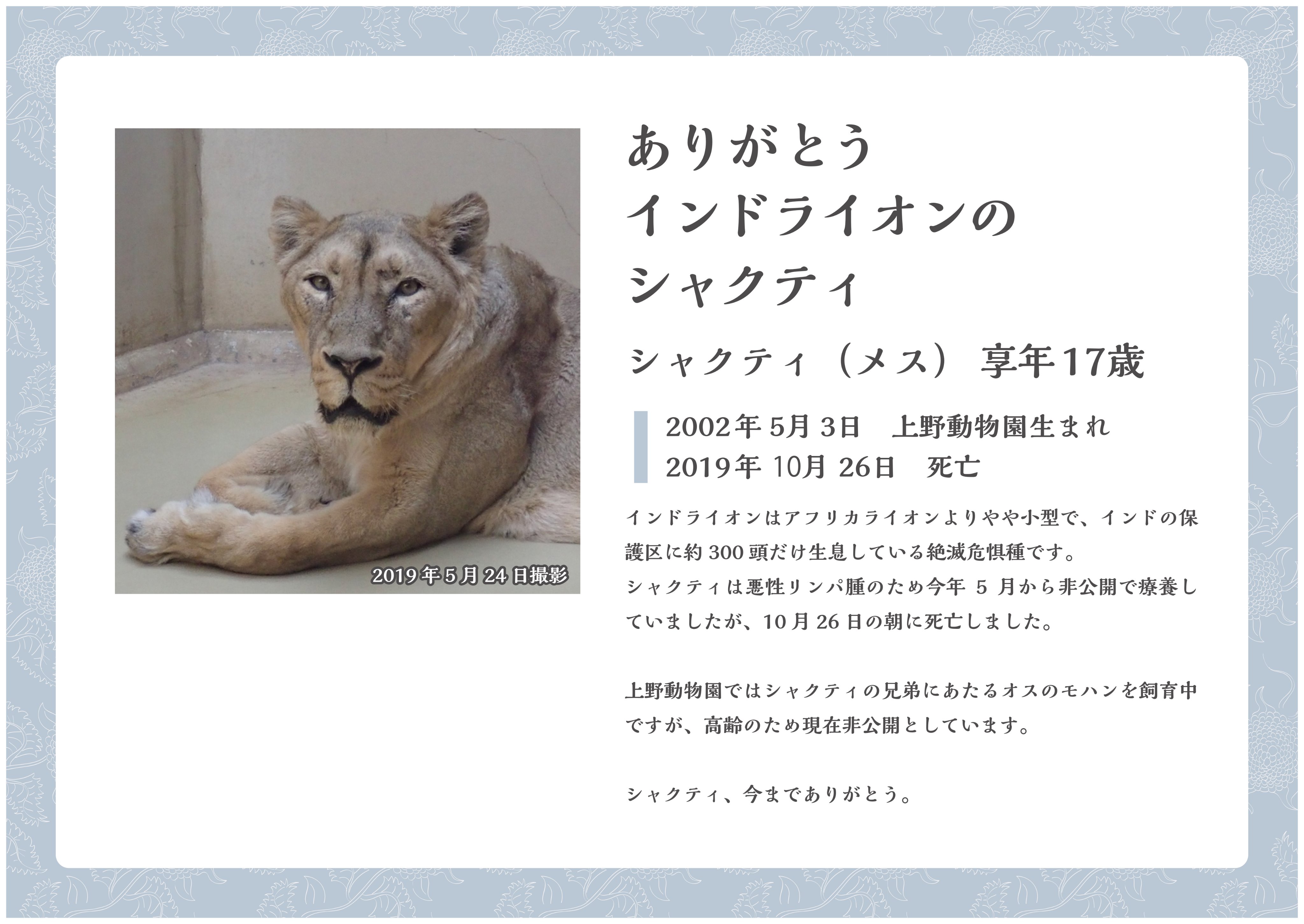 上野動物園 公式 10 26に死亡したインドライオン シャクティ の死因は悪性リンパ腫による多臓器不全でした 本日より献花台を設置したところ さっそくお気持ちをいただきました どうもありがとうございます T Co 3faqw5sn2f Twitter