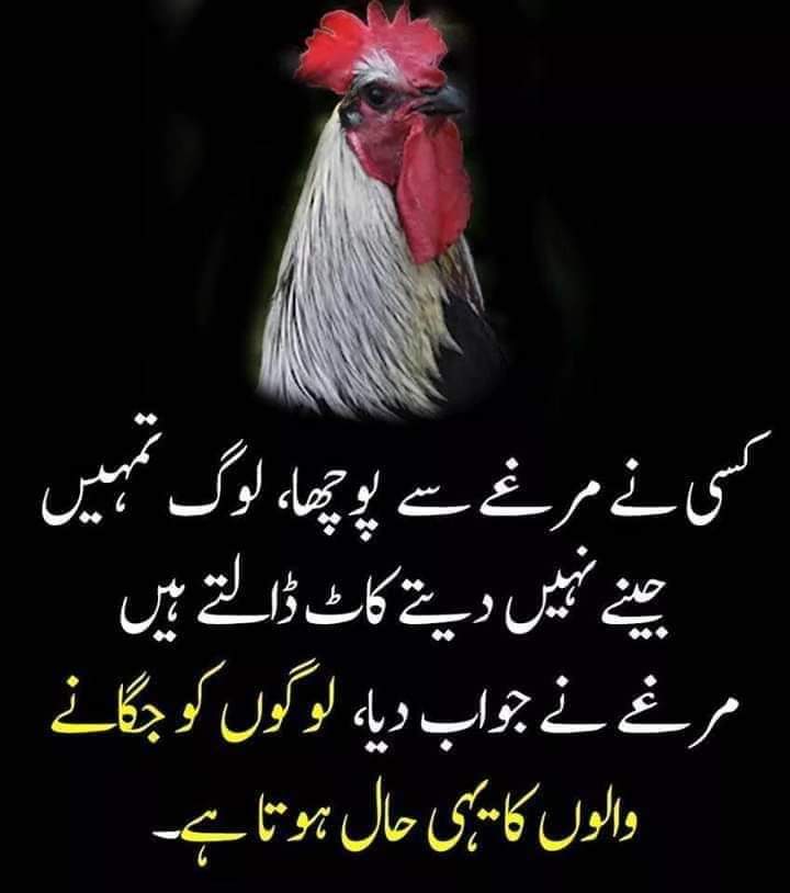 Sher Alam ابو عتیق (@ateeqsher) on Twitter photo 
