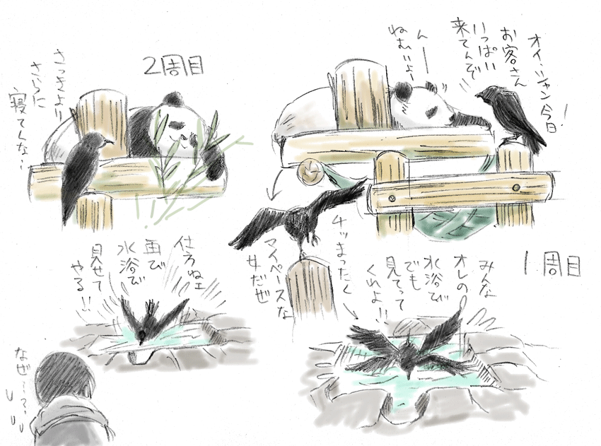 シャンシャン見に行ったよレポ2019.10.20
2周ともシャン子は寝てた(かわいい)んだけど、
2周ともカラスが水浴びを見せてくれました(なぜ・・・) 
