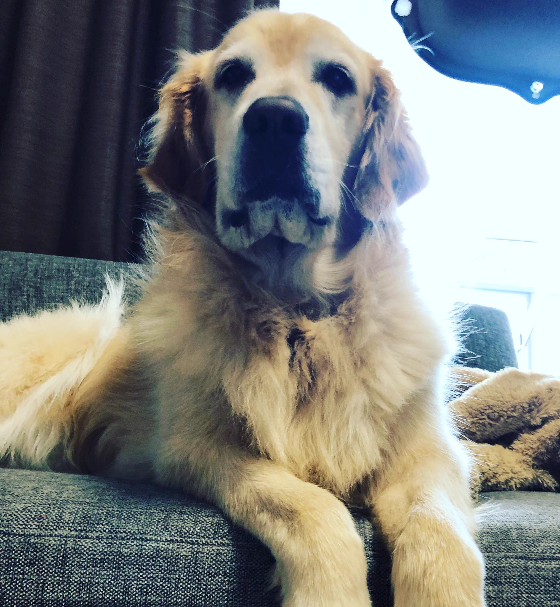 嫉妬を期待したのに？すごい冷静な目で見つめてくる犬www