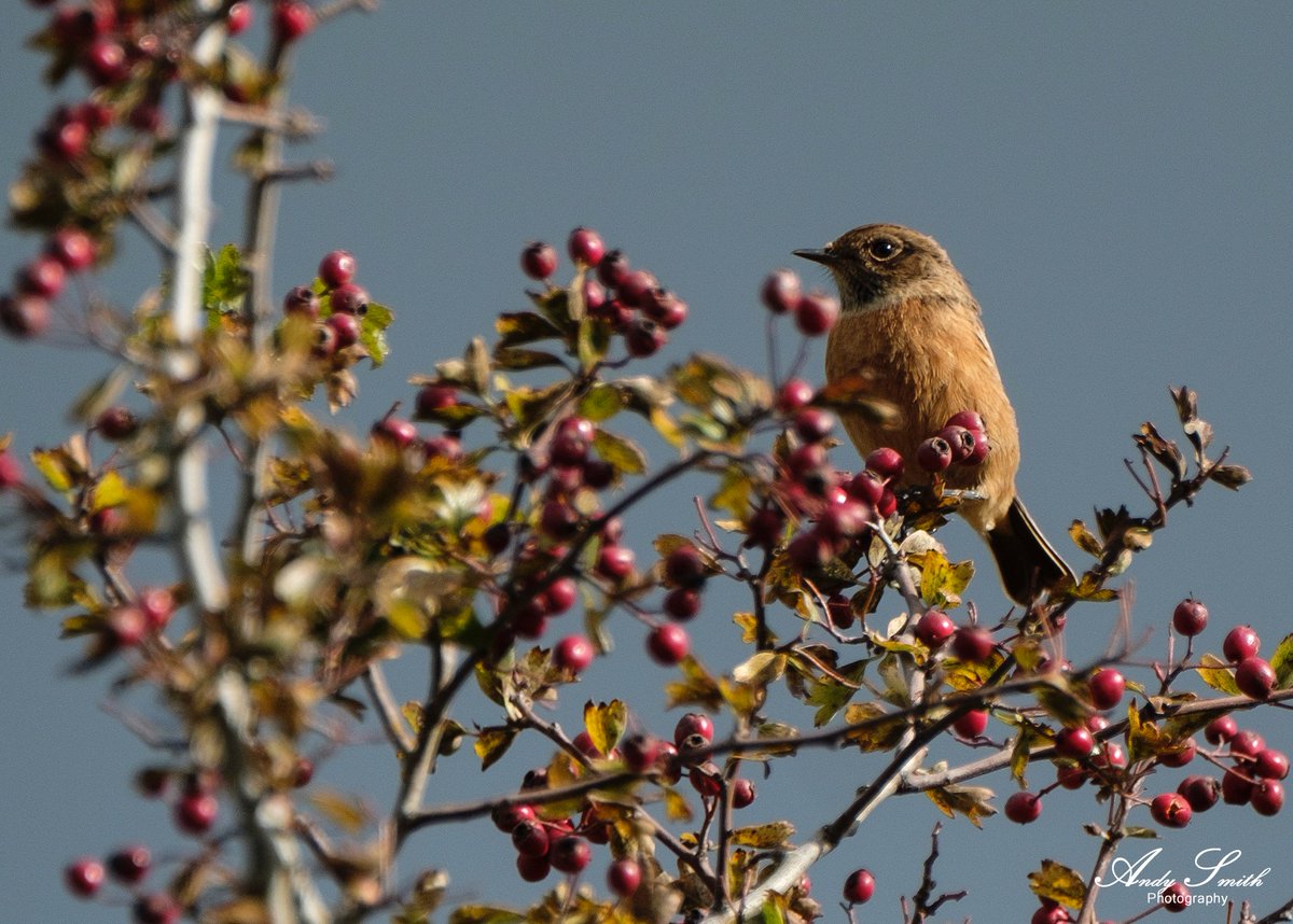 fujiman73's tweet photo. Stonechat from @RutlandWaterNR #bird #photography #wildlifephotography #wildlife #fujifilm #rutland #reserve #autumn #nature https://t.co/IqYX1JDgzG