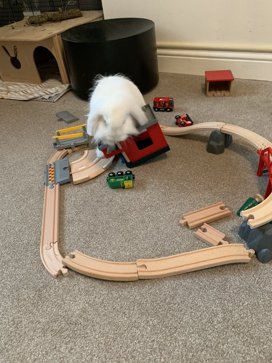 Dave The Rabbit tweet media