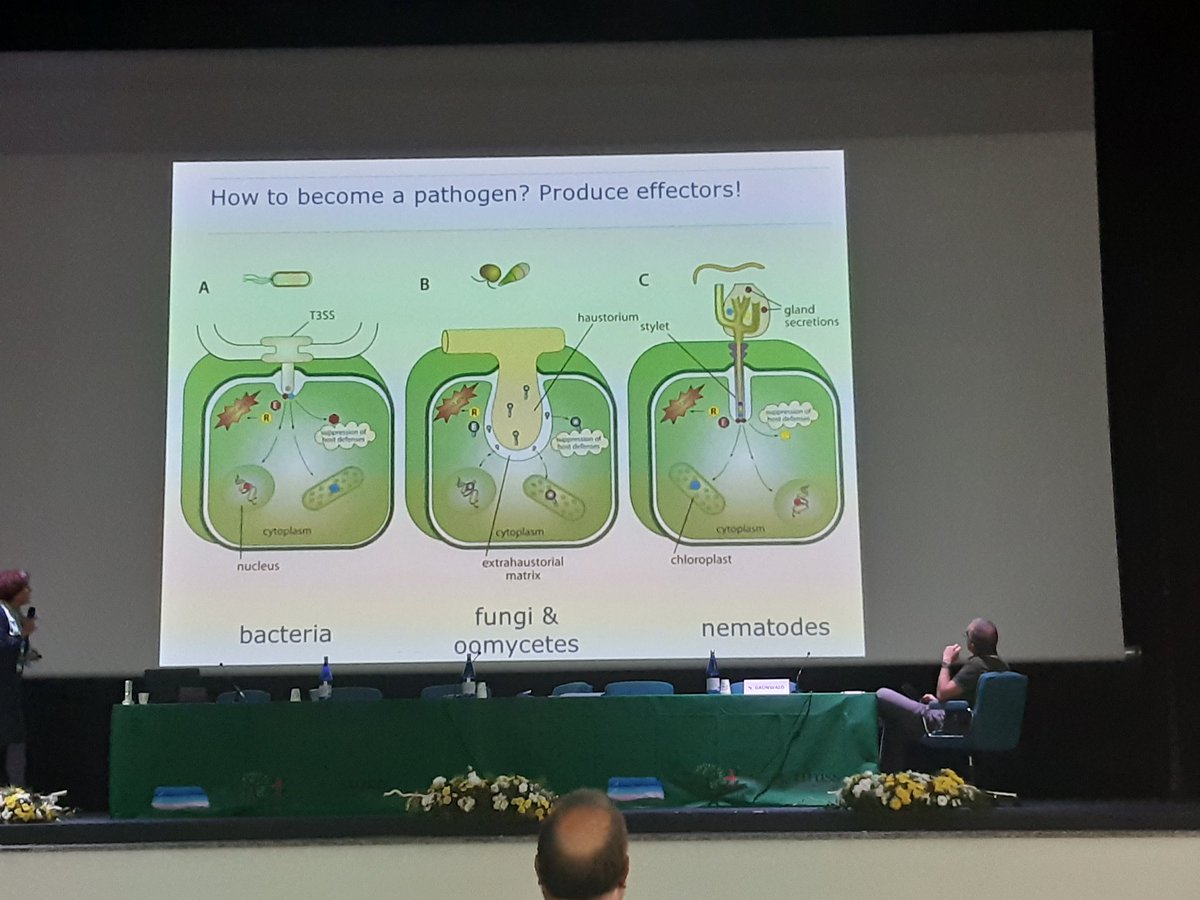 FDrizou's tweet photo. One of my favourite sessions, it was the #host_pathogen_interactions 🦠🌿 opened by @francine_govers. What an interesting talk! Also it took me back to my MSc at @WUR 😍 https://t.co/xDmFkMUiqz