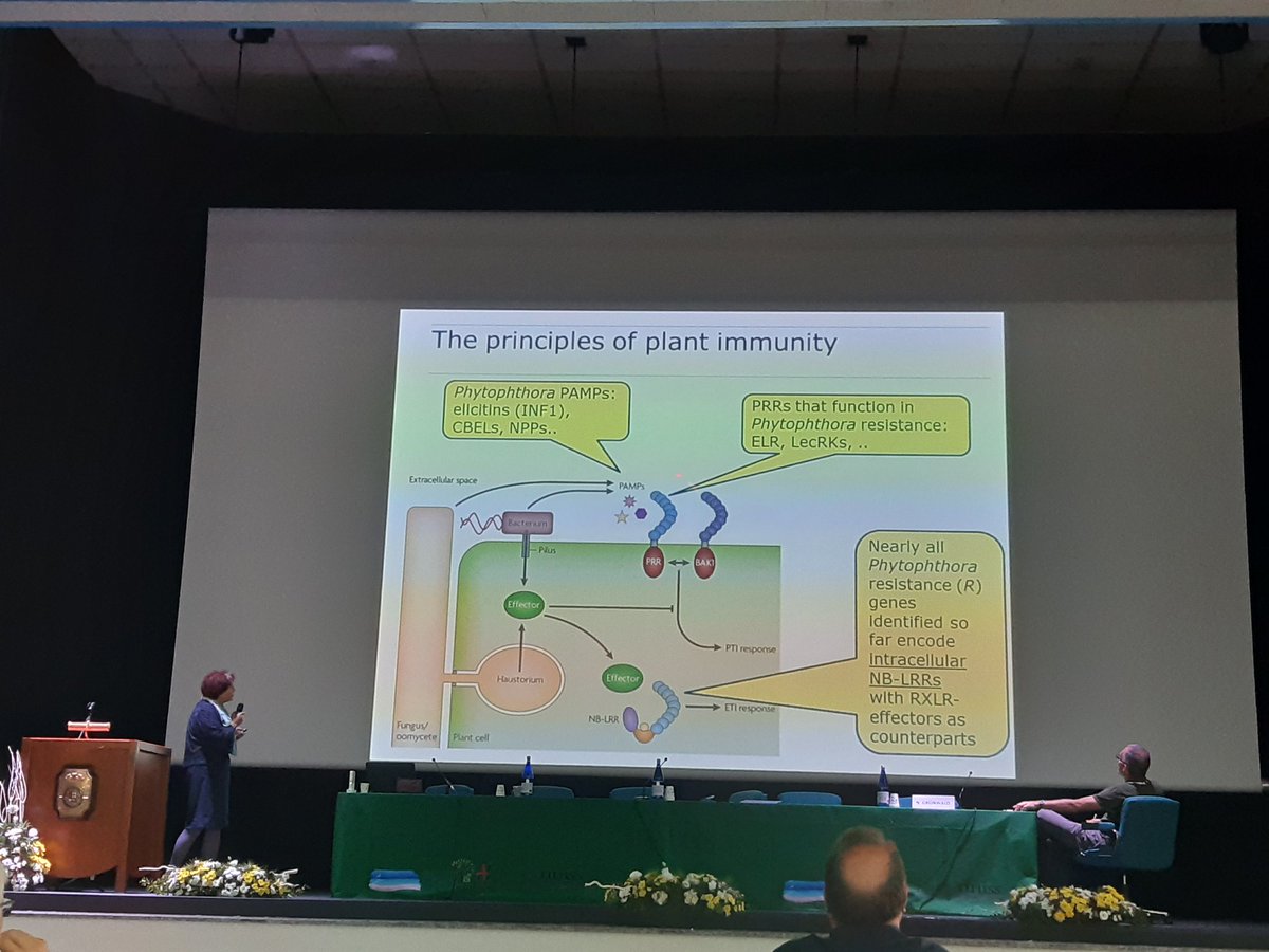 FDrizou's tweet photo. One of my favourite sessions, it was the #host_pathogen_interactions 🦠🌿 opened by @francine_govers. What an interesting talk! Also it took me back to my MSc at @WUR 😍 https://t.co/xDmFkMUiqz