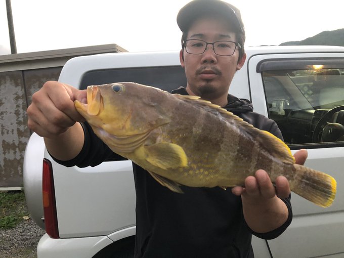 アオハタの特徴 見分け方 写真から探せる魚図鑑