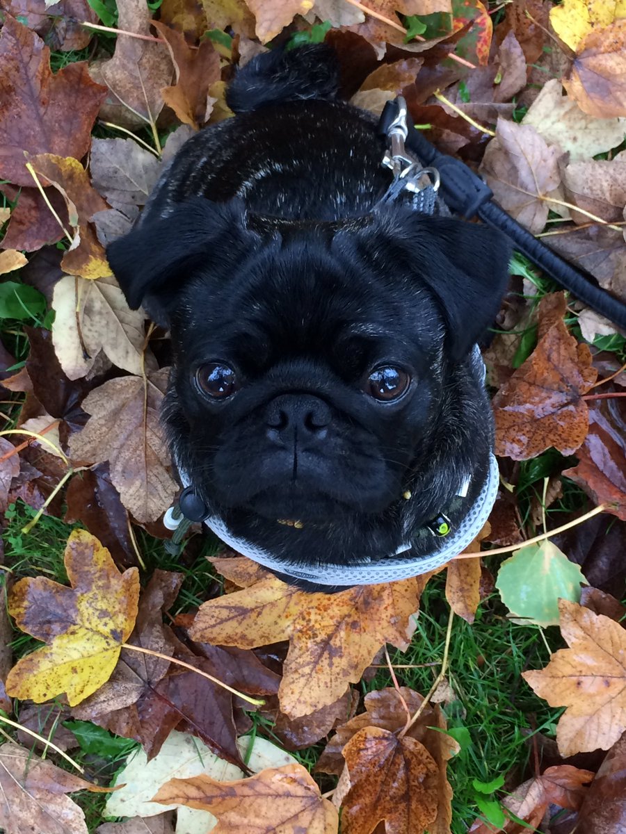 #puglove #mopsliebe #süßerhund #süßermops #mops