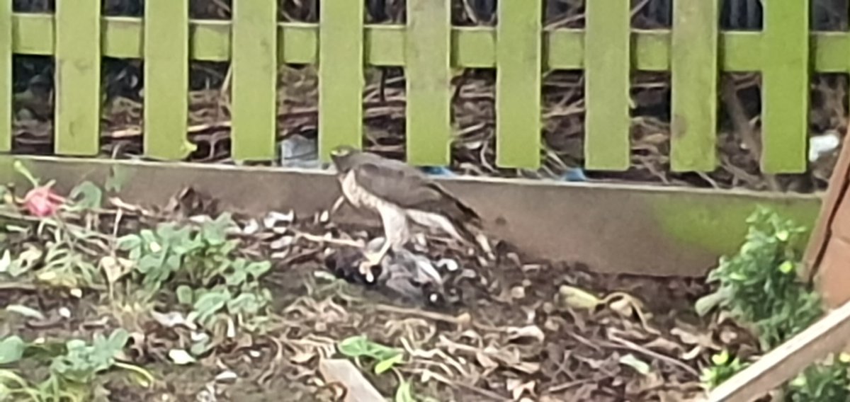 Peregrine falcon having a feast in my garden this morning. Wondered what the wildlife commotion was this morning. #Streatham #citywildlife