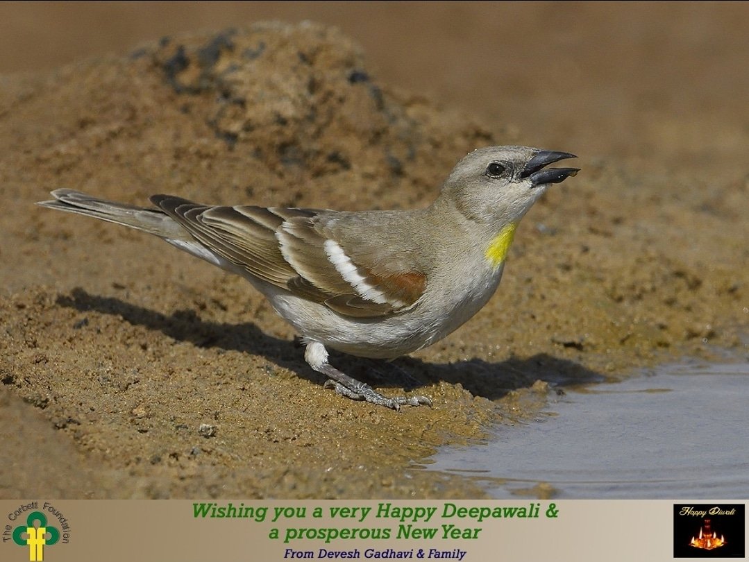Wishing you a very Happy Deepawali and a prosperous New Year 💐