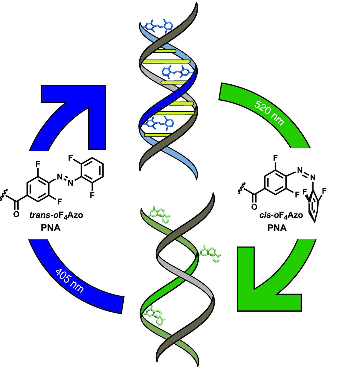 1st Beilstein Paper <a href="/BeilsteinInst/">Beilstein-Institut @beilstein-institut.bsky.social</a> on visible-light responsive #PNA is out! beilstein-journals.org/bjoc/content/p…  🎉🎉 🤩💃Great work of Lei 👩🏻‍🔬(&amp; Greta 👩🏼‍🔬)Opening the pandora 🎁 💥Alternative versions based on ours may open new venues in #chemicalbiology #nanotechnology #molecularswitches