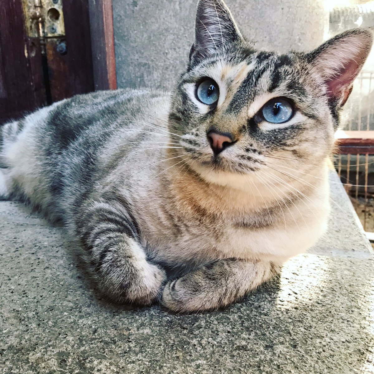 My lovely blue eyes girl #machiatto
#caturday #cutecat #catsoftwitter #catlife #crazycatlady #catmom