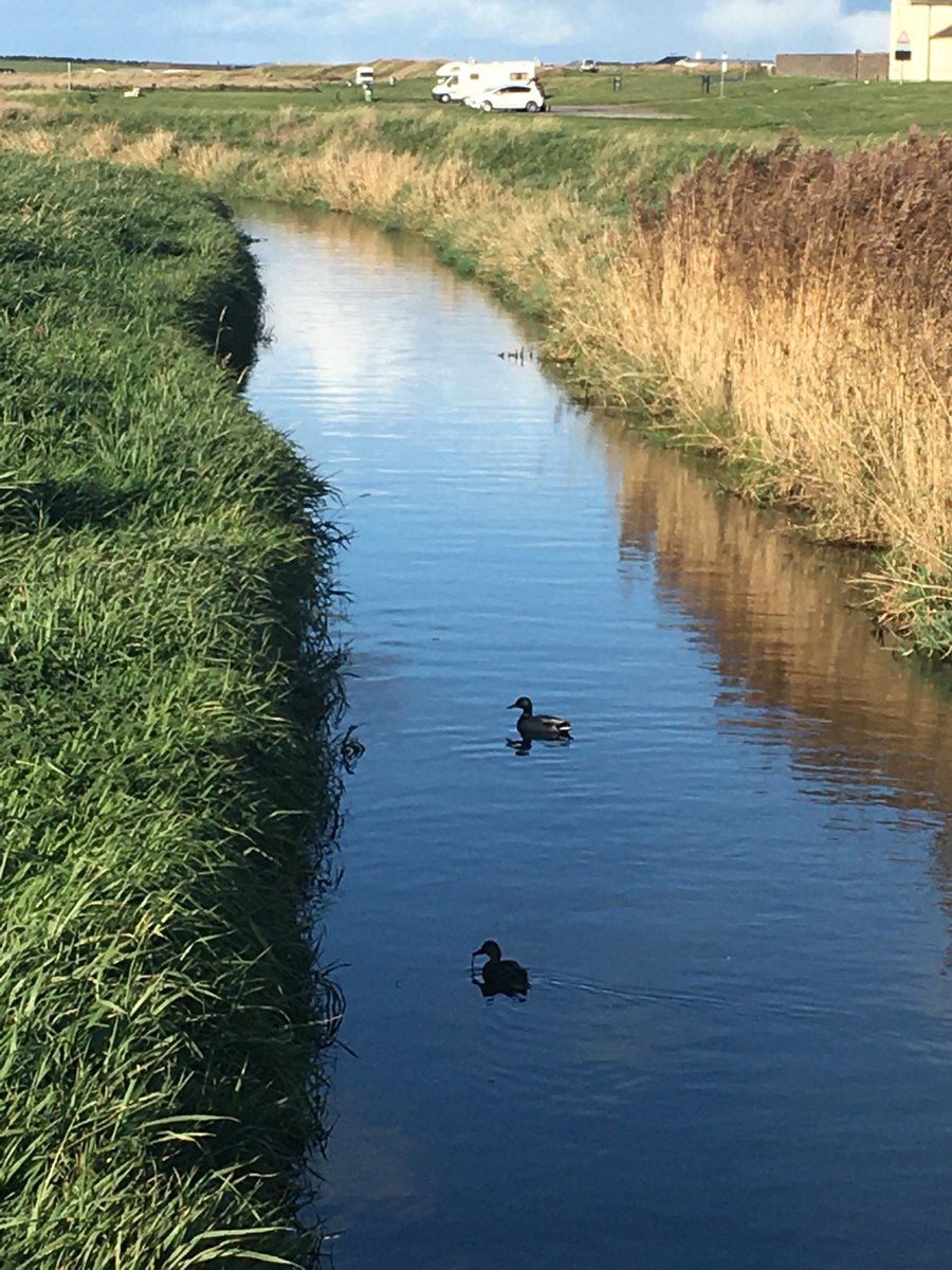 MarGraham's tweet photo. Mr and Mrs Duck on their way to a very important date on #Allonby beck
#cumbria
#itsnotraininghere https://t.co/nfbZDF92Fq