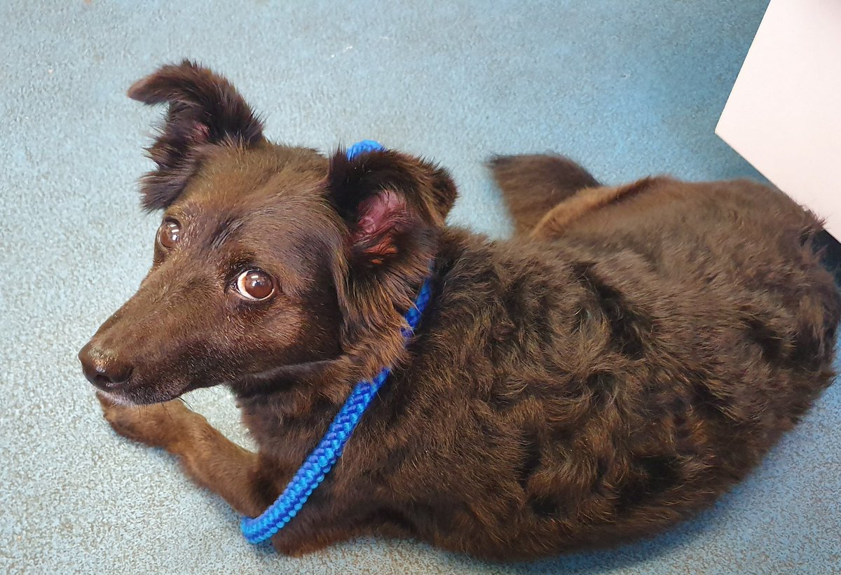 Waiting in the Vets with me  ..... Seems she has a dislocated shoulder and I think she wants her Mummy <a href="/RuthieeL/">Ruth Langsford</a> . Poor Mags. 😪😩☹🐕