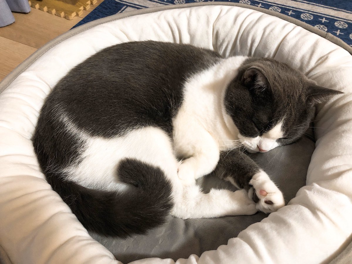 今日一日冬クッションをエンジョイしてたねこ
もっと早く出してあげればよかったね 
