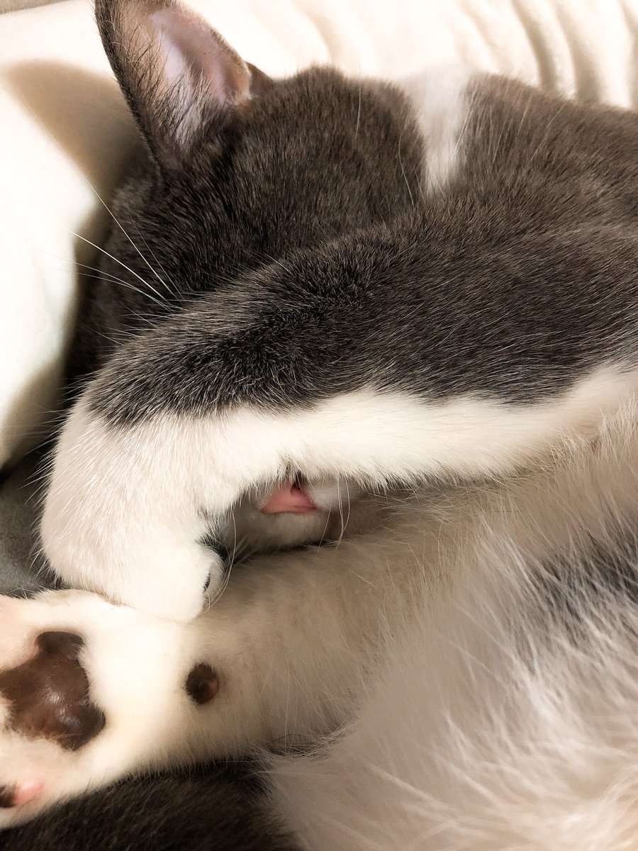 今日一日冬クッションをエンジョイしてたねこ
もっと早く出してあげればよかったね 