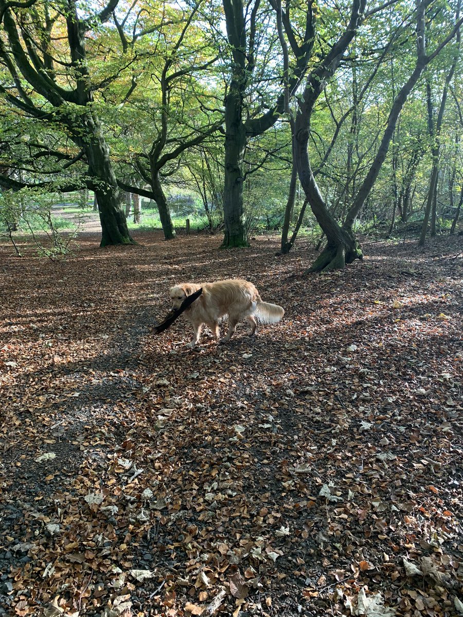 MiaB87's tweet photo. #WishfulThinking - thatโs going nowhere near the #car ๐. #kirkcaldy #labrador #retriever #stickcollector #dogwalk https://t.co/GGb9hkFnSA