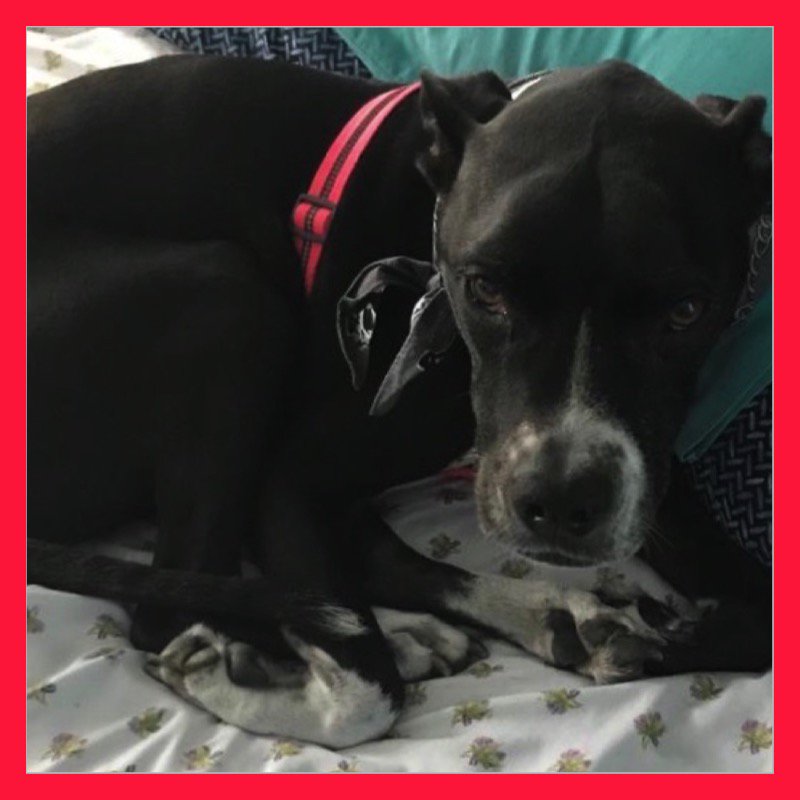 Casibari77's tweet photo. National Pit Bull Awareness Day!๐ Today we celebrate how loving, kind, compassionate these dogs are. Take the time to learn that pit bulls are loving, caring pets. Put to bed all terrible misconceptions. #PitBullLivesMatter #LoveAPibble #BullyDogsAreBest #rescue #adopt #love https://t.co/XEH0aKYNjH