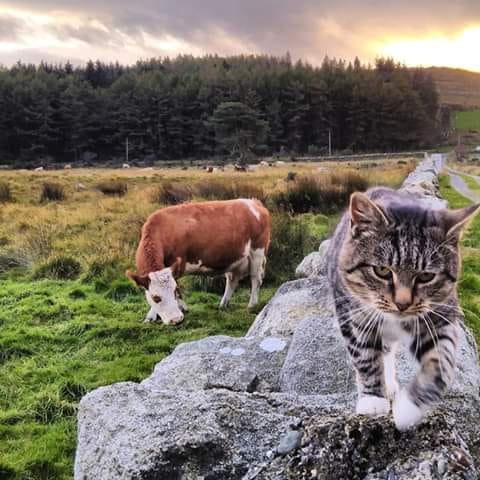 Beautiful Mourne Mountains, Co Down, N  #Ireland. Mournes are made up of 12 mountains with 15 peaks & include the famous Mourne wall (keeps sheep & cattle out of reservoir)! Area of Outstanding Natural Beauty. Partly  @NationalTrustNI. : Daniel Mcevoy (with lovely cat!)  #caturday