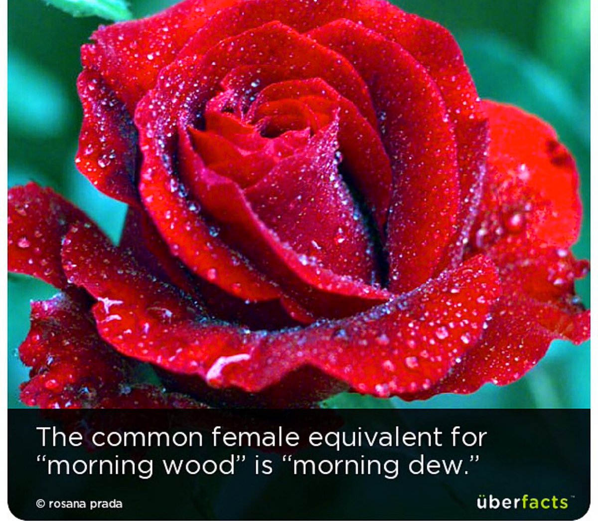 Morning, sweetheart! Don't you mind waking up and making this dull world  and my life a little bit brighter? - HoopoeQuotes, image size:1200x1045