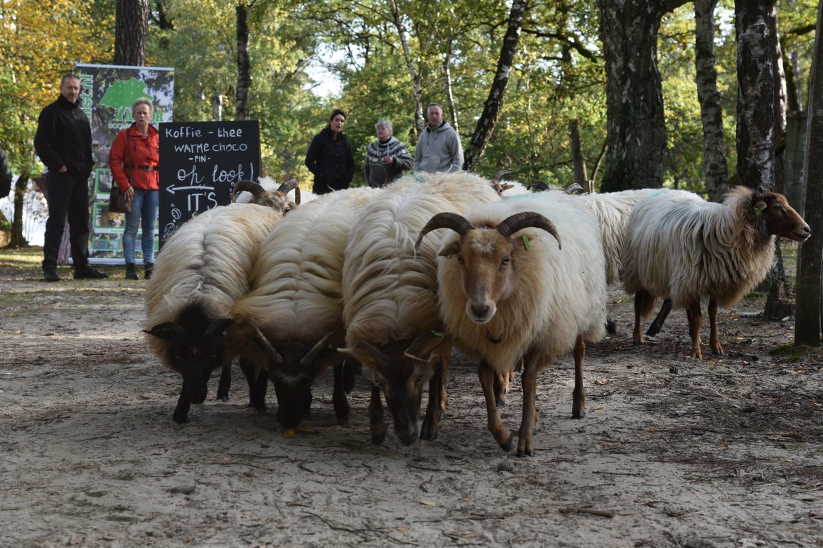 Landgoed Twente Fair tweet media