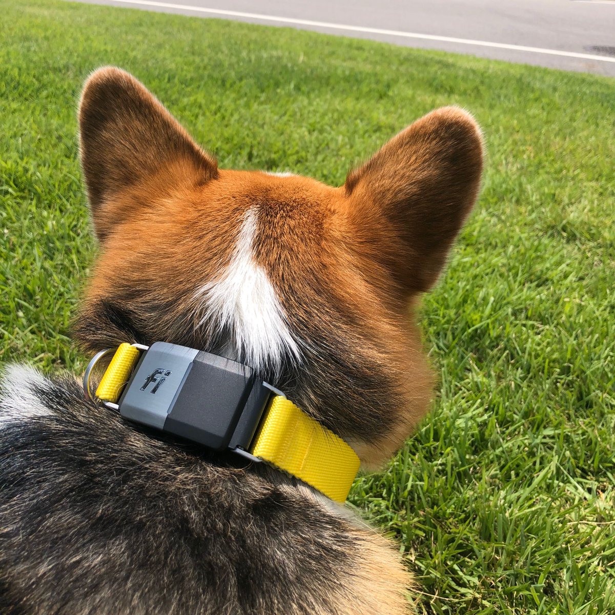 tryfi dog collar