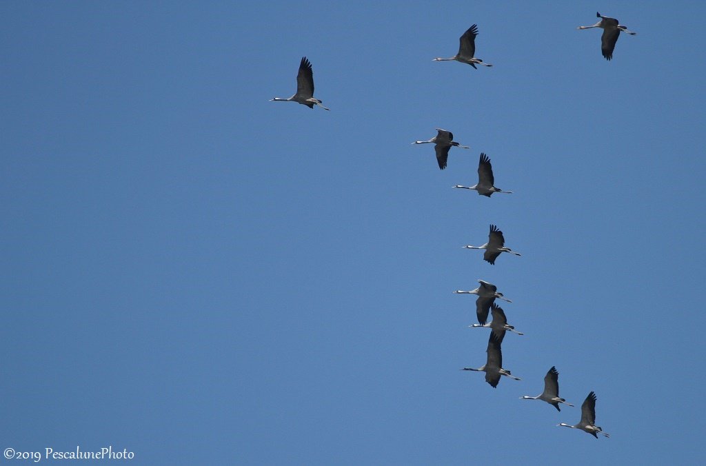Pescalune's tweet image. Ça y est !!!! Les grues sont de retour en #Camargue 
#grusgrus #birds #oiseaux