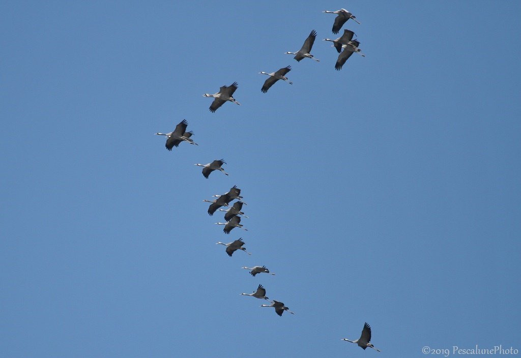 Pescalune's tweet image. Ça y est !!!! Les grues sont de retour en #Camargue 
#grusgrus #birds #oiseaux
