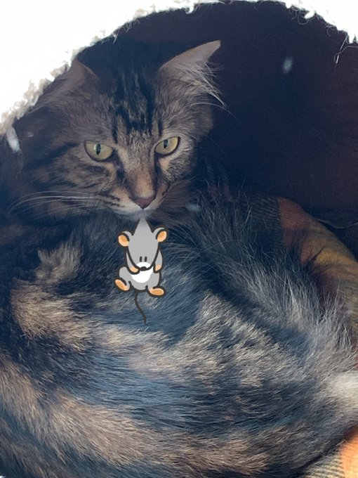 ドブネズミのTwitterイラスト検索結果。