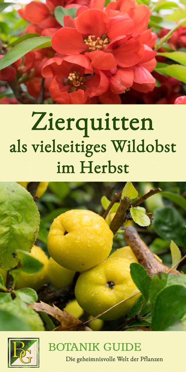 🍂🧺Im #Herbst hängen die Zierquitten voller gelber Früchte. Viele kennen den Strauch nur als Ziergehölz. Die Mini-#Quitten sind jedoch im #Naturgarten ein vielseitiges &amp; essbares #Wildobst. 🍽️Über Verwendung, Ernte &amp; mehr im neusten Beitrag: botanikguide.de/zierquitten-al… 

#garten