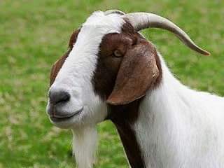 obinnachukwuzie's tweet image. #Nigeria's diversity...

#Kolanut is grown more in Southern Nigeria and consumed more in Northern Nigeria; whereas #goat is grown more in Northern Nigeria and consumed more in Southern Nigeria. 

#AgriculturalJournalism
#TravelWithObinna
#FigureItOutWithObinna