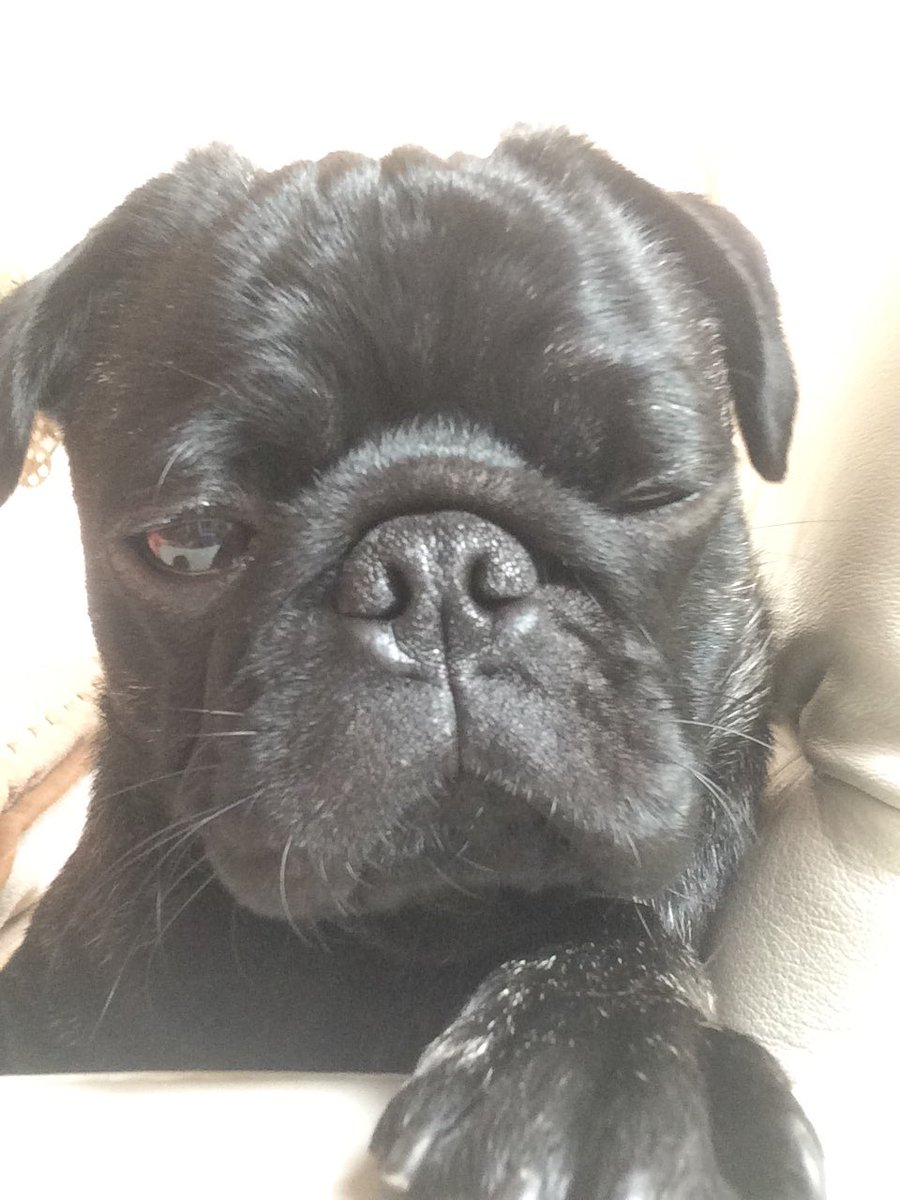Kuckuck! #puglove #pug #mopsliebe #germandog #deutscherhund #süßerhund