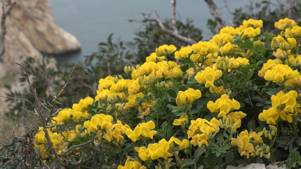 SamarucDAPunt's tweet photo. 🌿La Comunitat Valenciana té una de les majors riqueses de🌼d'Europa. No és estrany que fóra pionera en crear les Microreserves de Flora. A les 13:05, en sabreu més en @Samarucdigital amb Emilio Laguna i @pablovera_g
📻📲 https://t.co/rbeoanWrZP
#SamarucDigitalMicroreserves https://t.co/P88p5dP5QP