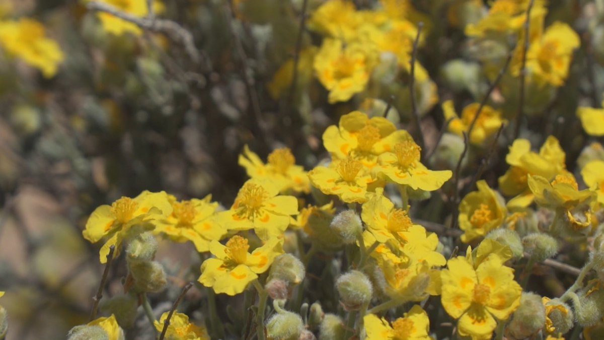 SamarucDAPunt's tweet photo. 🌿La Comunitat Valenciana té una de les majors riqueses de🌼d'Europa. No és estrany que fóra pionera en crear les Microreserves de Flora. A les 13:05, en sabreu més en @Samarucdigital amb Emilio Laguna i @pablovera_g
📻📲 https://t.co/rbeoanWrZP
#SamarucDigitalMicroreserves https://t.co/P88p5dP5QP