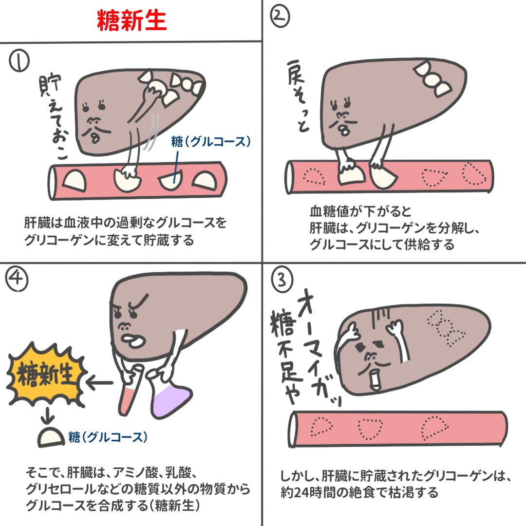 تويتر ゴロ 解剖生理イラスト على تويتر 4コマで分かる 糖新生 ざっくりと全体像を理解する T Co Wcb3aapne7
