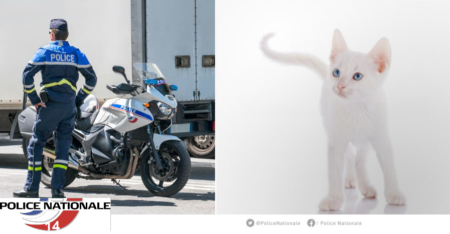 PoliceNat14's tweet photo. [#SoCut] Un peu de douceur dans ce monde de tension.
Vendredi fin de journée à l’heure de pointe, un chaton blanc prostré au milieu des voies du périph de Caen a été sauvé par un motard de la @PoliceNationale. Rassuré en bonne santé le petit chaton abandonné a trouvé une famille. https://t.co/cnFCJGeM05
