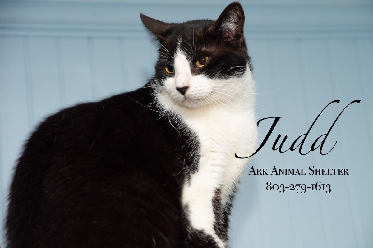 Want a big love?  Judd is available.  This big guy can charm all the ladies.  He is the big silent type.  Judd is about 7 years old and he is just plain sweet.  Please call 803-279-1613 to come meet him.  Remember reduced adoption fees for everyone.