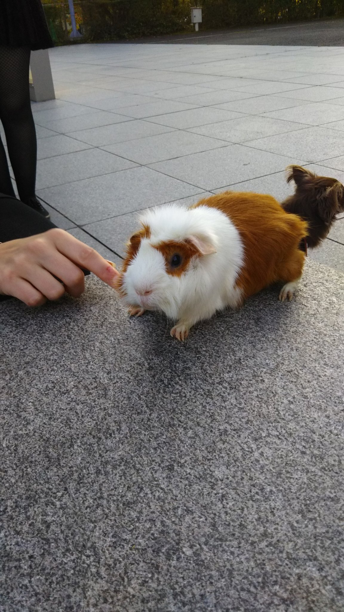 日常 モルモット モルモットって俺世代では実験 動物ってイメージで完全に名前負けしてるよね 見てると可愛いらしいんだけどね 何とかしてやれんのかな まぁ モルモットには関係無いコト何だが T Co Xkmbzkperc Twitter