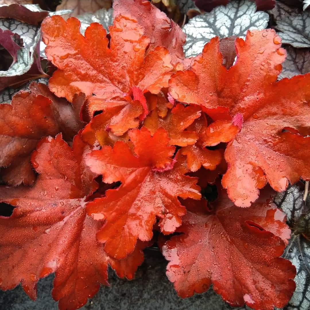 Heucheraholics's tweet photo. It's a rainy day here but nothing stops Heuchera 'Forever Red' from strutting her stuff! Gorgeous..
#heuchera #heucheras #heucherella #heucheraholic #heucheraholics #winterfoliage #wintercontainers #rhs https://t.co/UdeEK7R6Te