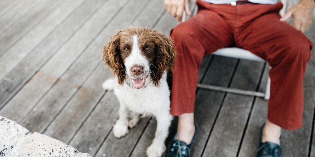 MobileHelpNow's tweet image. Seniors are especially vulnerable to these feelings, with nearly half saying they often feel lonely. Pets can provide a sense of purpose and connection with those #aginginplace.

altoonamirror.com/news/local-new…

#MobileHelpNews #SeniorNews