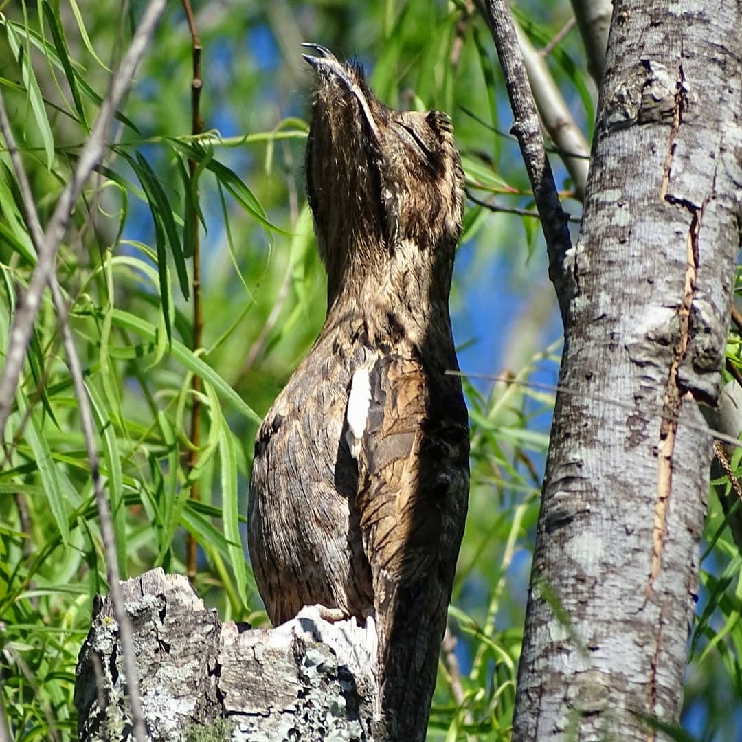 guyrapyta's tweet photo. 3 ds walking on “Esteros de Farrapos e Islas del Rio Uruguay” (IBA’s site) wth #birders frm Uruguay- Ecuador-Catalonia.130 sp #birds Common #Potoo Checkered #Woodpecker White-barred #Piculet Guira #Cuckoo Narrow-billed #Woodcreeper Rufous-capped #Antshrike Suiriri #Flycatcher
👉 https://t.co/zu1L0WCt46